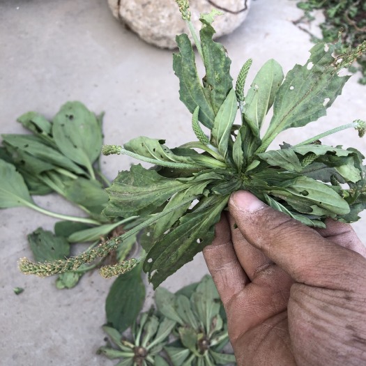 长葛市车前草，都是青绿色