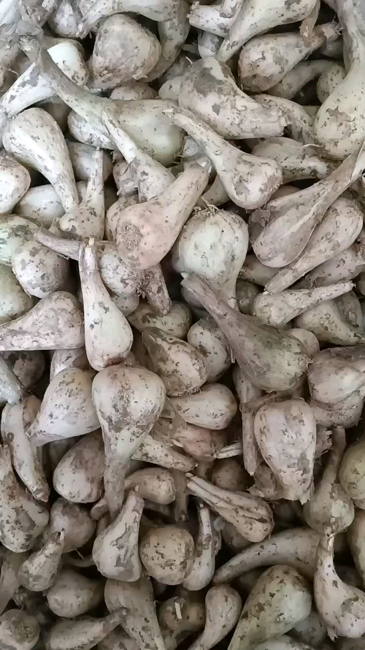 苕頭，藠頭可以制作各種堿菜和泡菜，吃得香脆爽囗.，