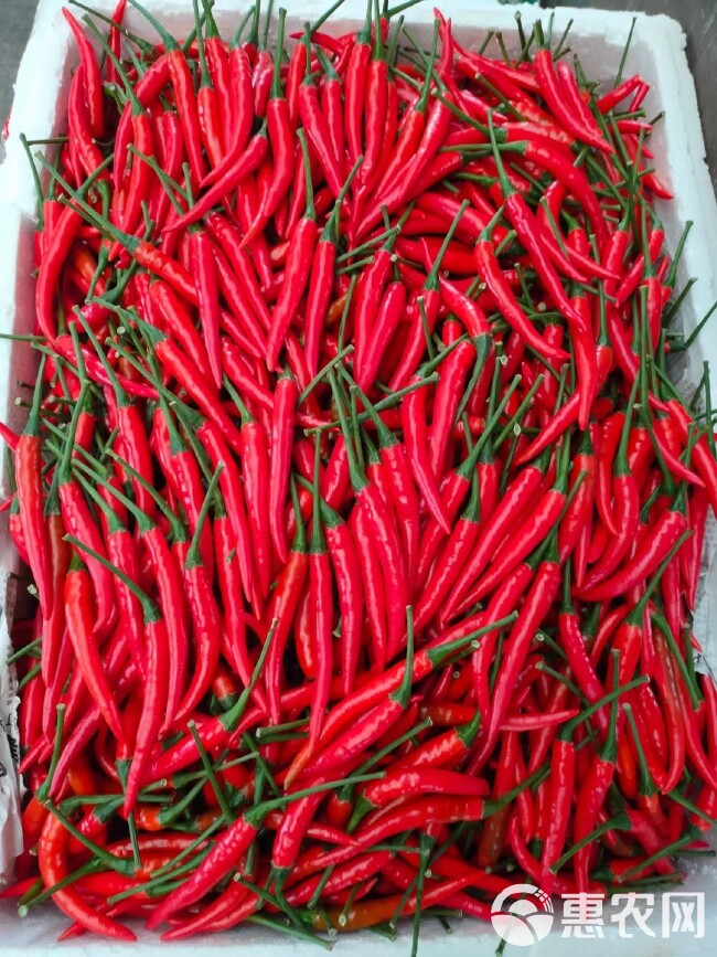 山东3000亩小米椒种植基地、供应艳红、8号精品小米椒