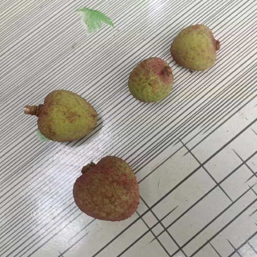 灵山县三月红荔枝苗