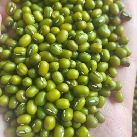 临沂绿豆，毛绿豆，芽豆，东北绿豆，绿豆，脱皮绿豆食品豆绿豆瓣