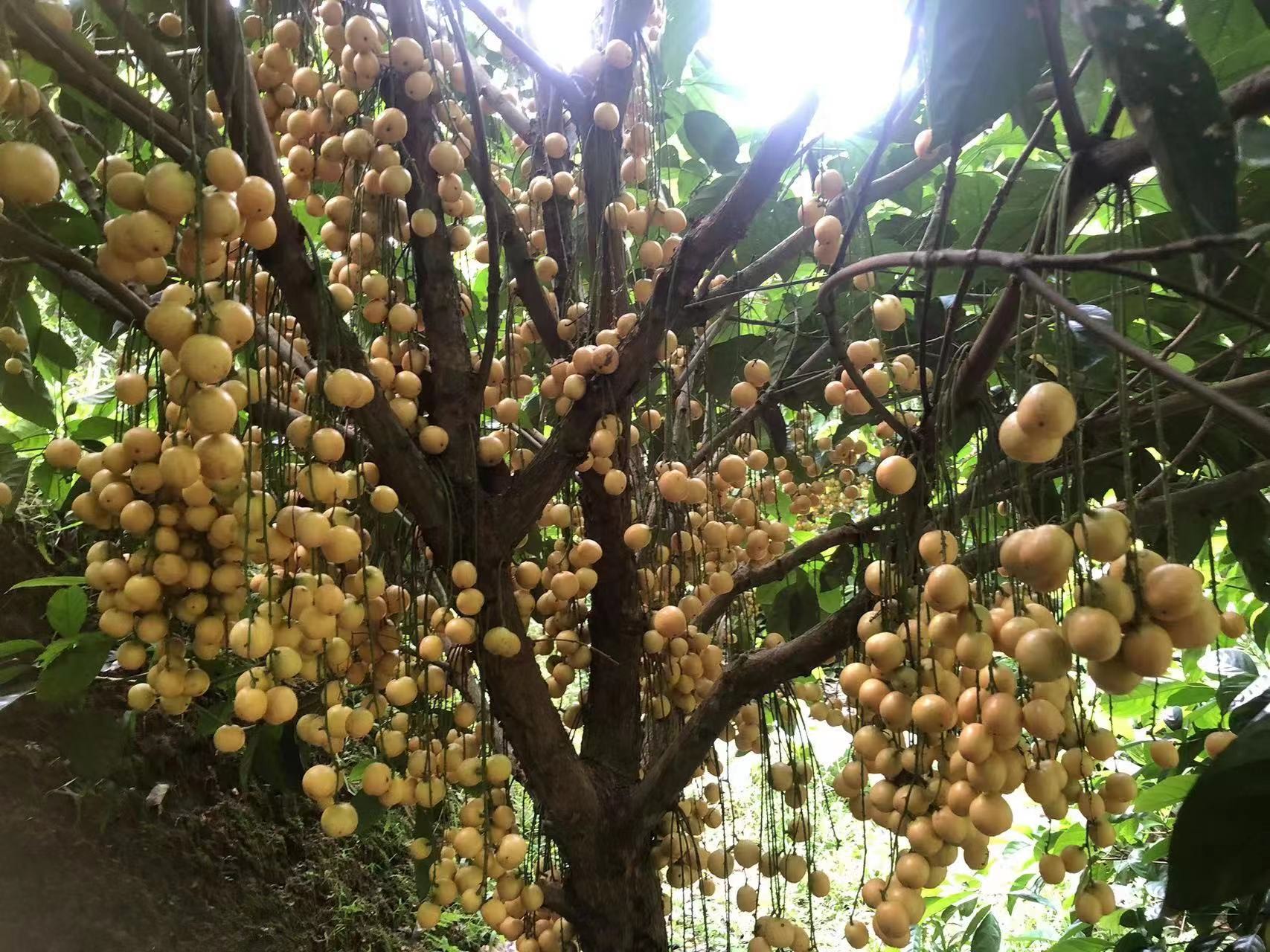 本地木奶果三丫果