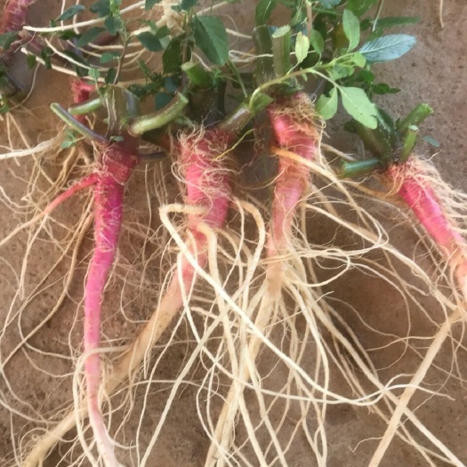 無刺青桿莧菜蔸根根，新鮮洗汗發(fā)物流，批發(fā)商用臭豆腐鹵水藥用