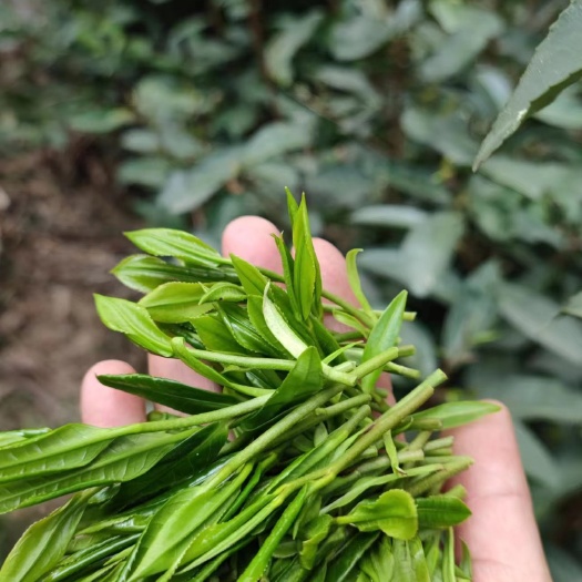 上林县广西大明山云雾茶，绿茶