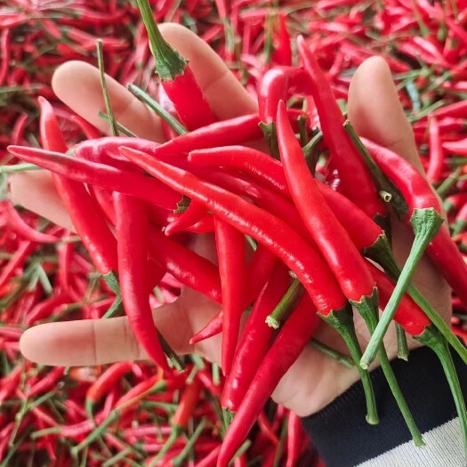 鄄城县山东3000亩小米椒种植基地、供应艳红、8号精品小米椒