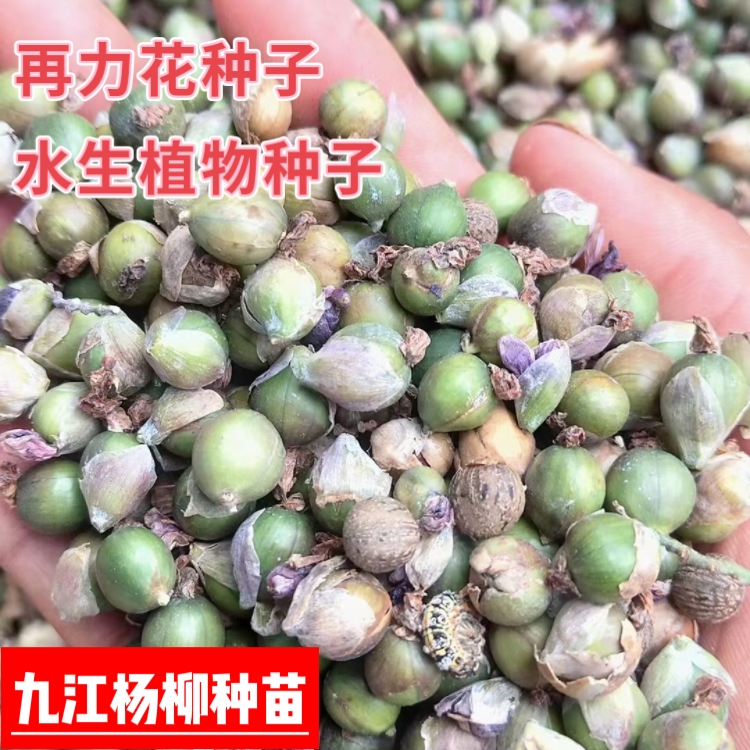 九江当年新采再力花种子 水生植物再力花种子 水竹芋种子