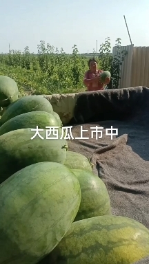 冠县山东聊城冠县西瓜基地