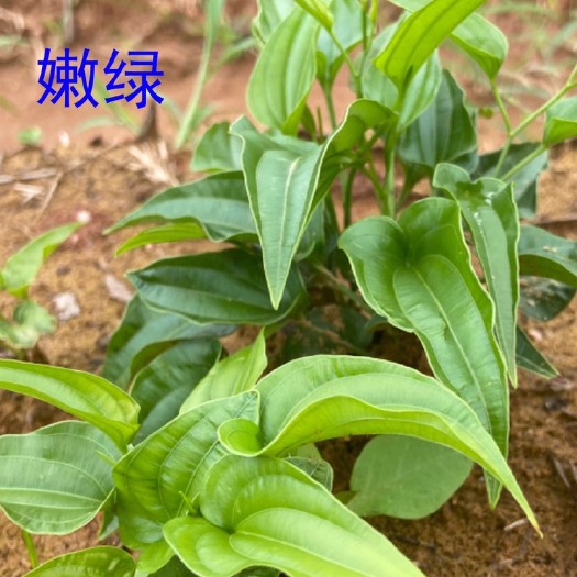 吉安县百部苗