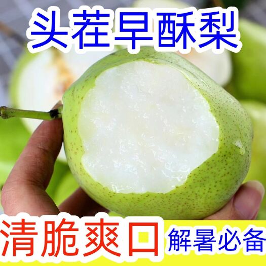 魏县早酥梨