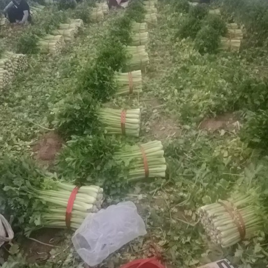 靖边县陕西省靖边县大棚蔬菜大量上市，批发的老板电联