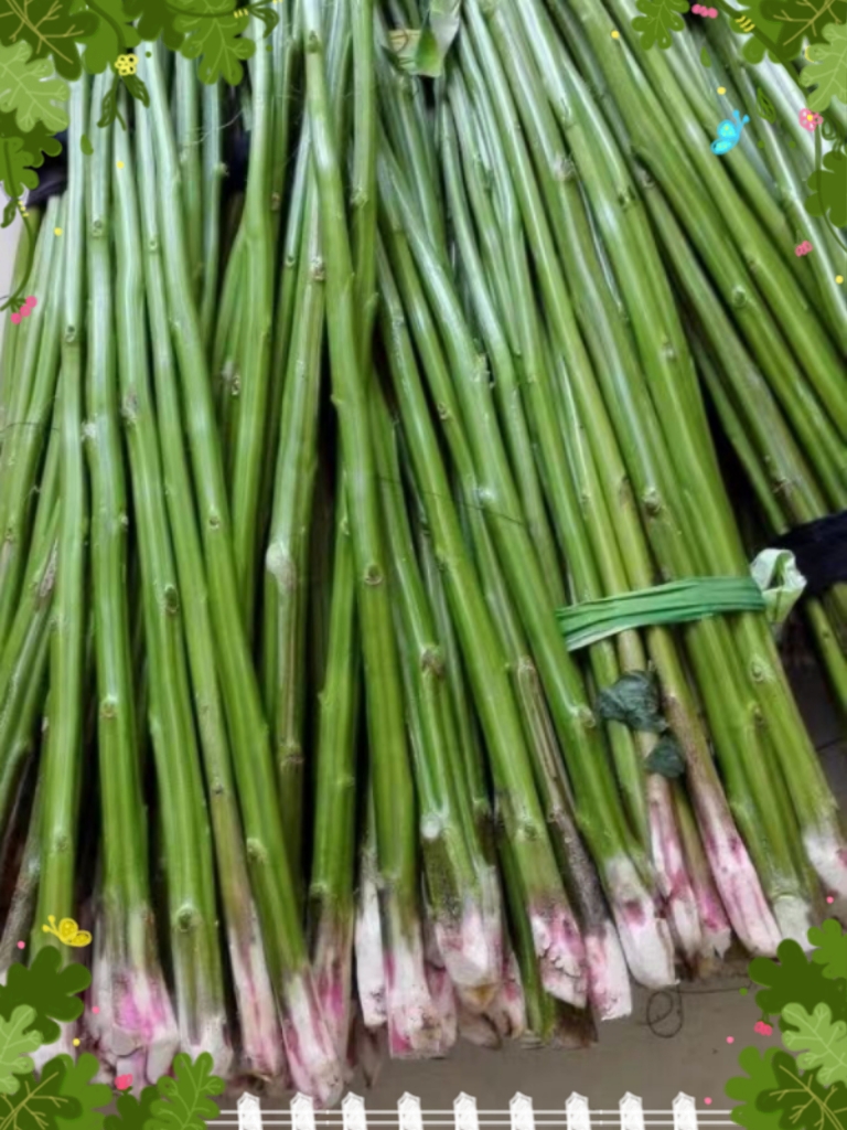 批發(fā)自種莧菜梗粗嫩實心長桿汗菜桿，莓莧菜梗原材料新鮮發(fā)物流