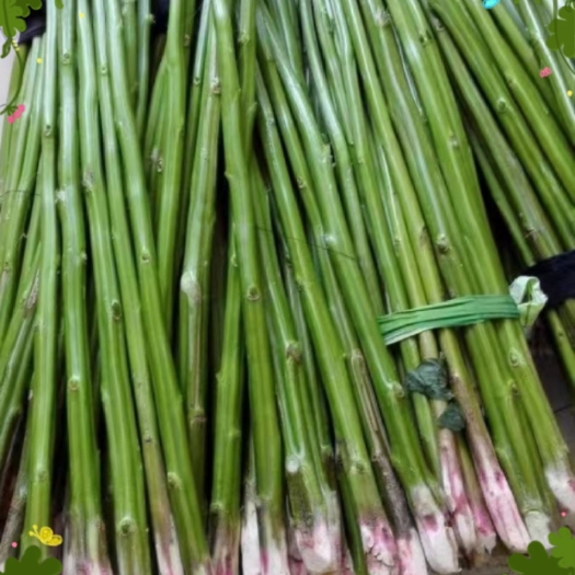 双峰县批发自种苋菜梗粗嫩实心长杆汗菜杆，莓苋菜梗原材料新鲜发物流