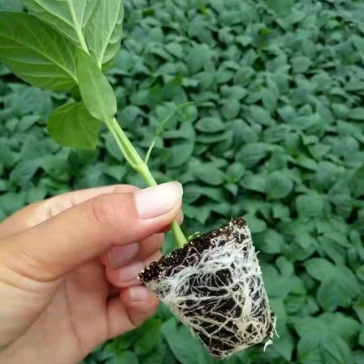 丰顺县菜椒苗 方椒苗  圆椒种 辣椒苗 育苗基地直供