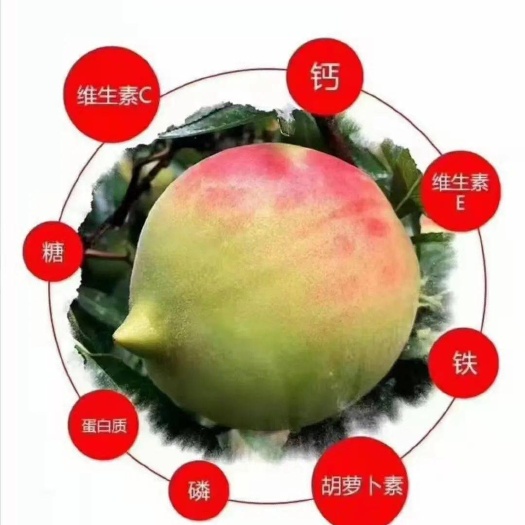 博罗县连平鹰嘴桃准备上市啦！欢迎各地采购商前来咨询采购！