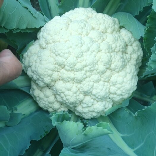 张家口散花，面白，质量好