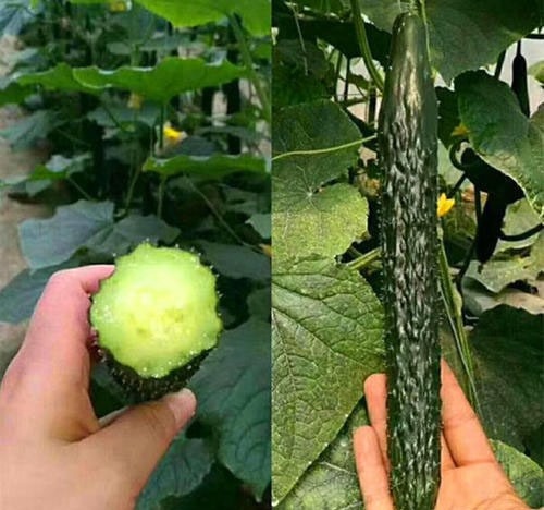 丰顺县黄瓜苗 嫁接黄瓜种苗 小黄瓜苗 大型育苗基地直供
