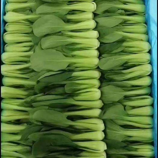 曹县上海青小油菜