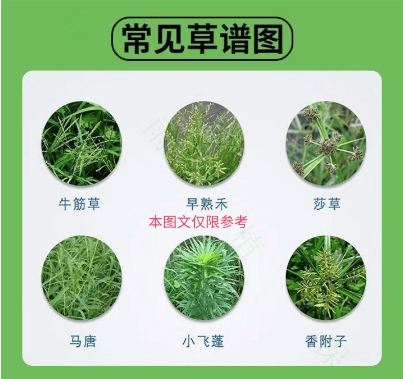 草先煌精铵膦铵盐杀草剂果园荒地牛筋草小飞蓬杂草强力除草剂农药