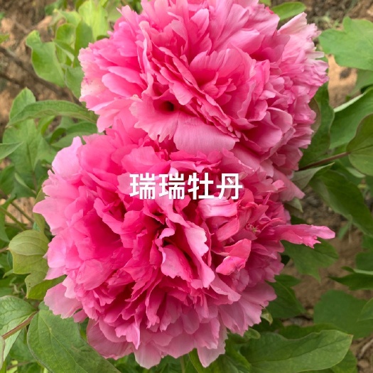 菏泽珊瑚台菏泽洛阳真品牡丹花苗大苗树苗庭院盆栽观赏