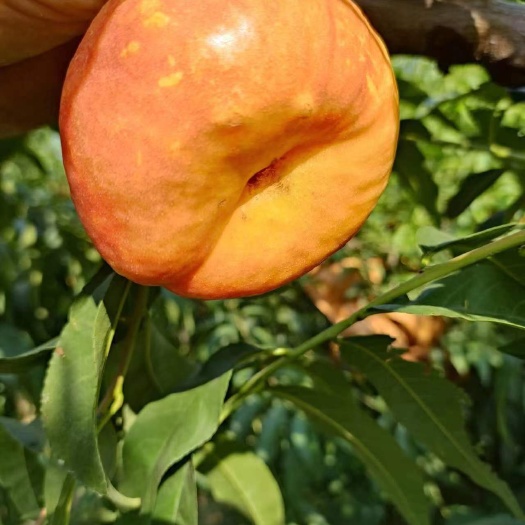 大荔县黄油蟠桃