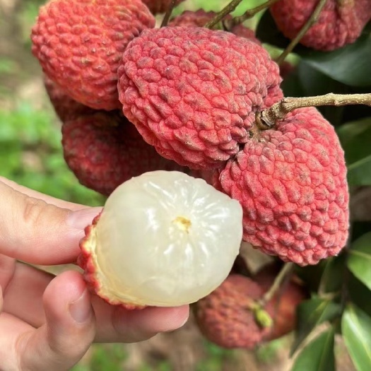 广州仙进奉荔枝，源产地直发