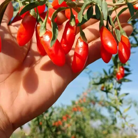 【进出口有·机认证·宁夏富硒红枸杞】头茬免洗无硫宁夏枸杞子