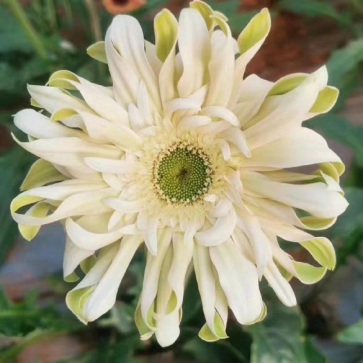 成都卷边非洲菊（穴盘苗）