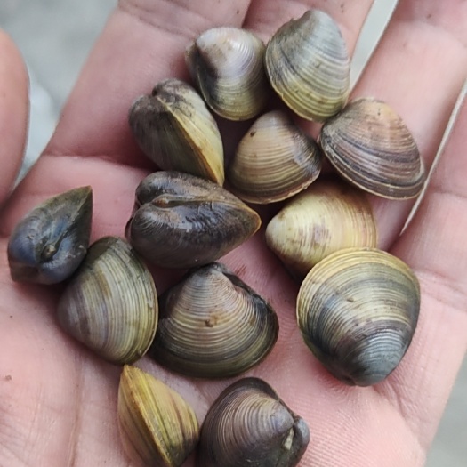 青岛手工河蚬每日新鲜出售
