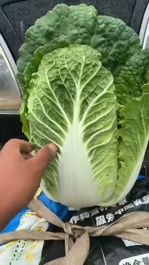 邯郸河北大白菜 精品大白菜大量有货  产地直供一手货源 代发全国