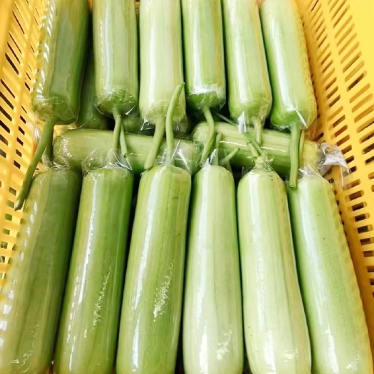 新宁县白玉丝瓜