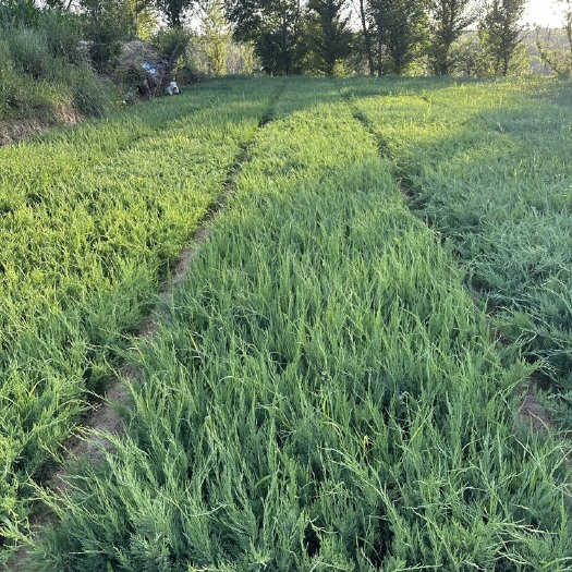 榆林沙地柏、臭柏，樟子松，