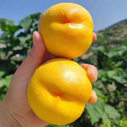 黄油桃。电商平台市场都可以用。辽宁绥中产区大量上市中。