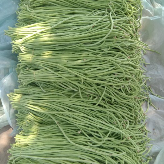 中牟县青条长豆角大量上市，颜色青绿，加工精细，欢迎大家采购。