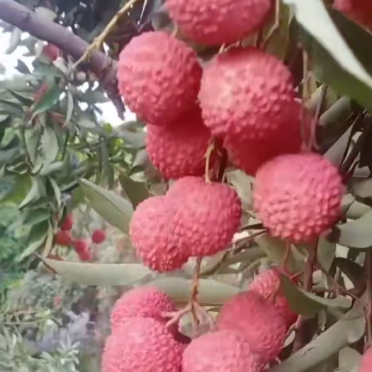 博罗县荔枝 桂味
