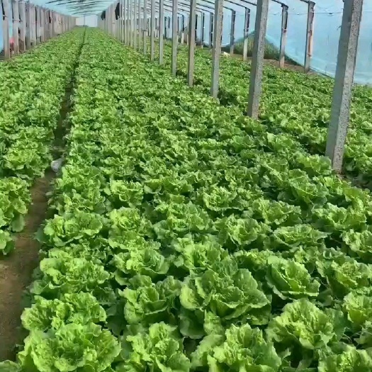 内黄县本地生菜一手货源精品意大利生菜！不缺货源，只缺货主