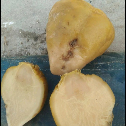 巴中腌制大头菜  龙须大头菜出售
