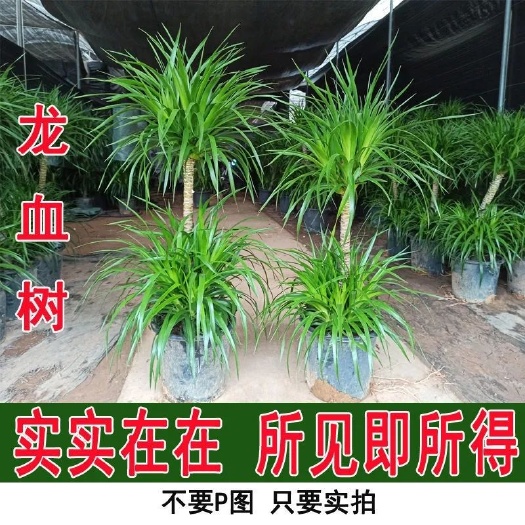 青龙县龙血树大颗龙须树植物多头双层龙铁树吸甲醛客厅好养懒人室内绿植