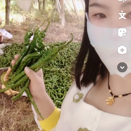 凤凰县螺丝椒