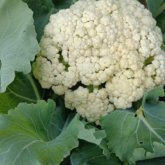 围场县白菜菜花甘蓝土豆大量供应