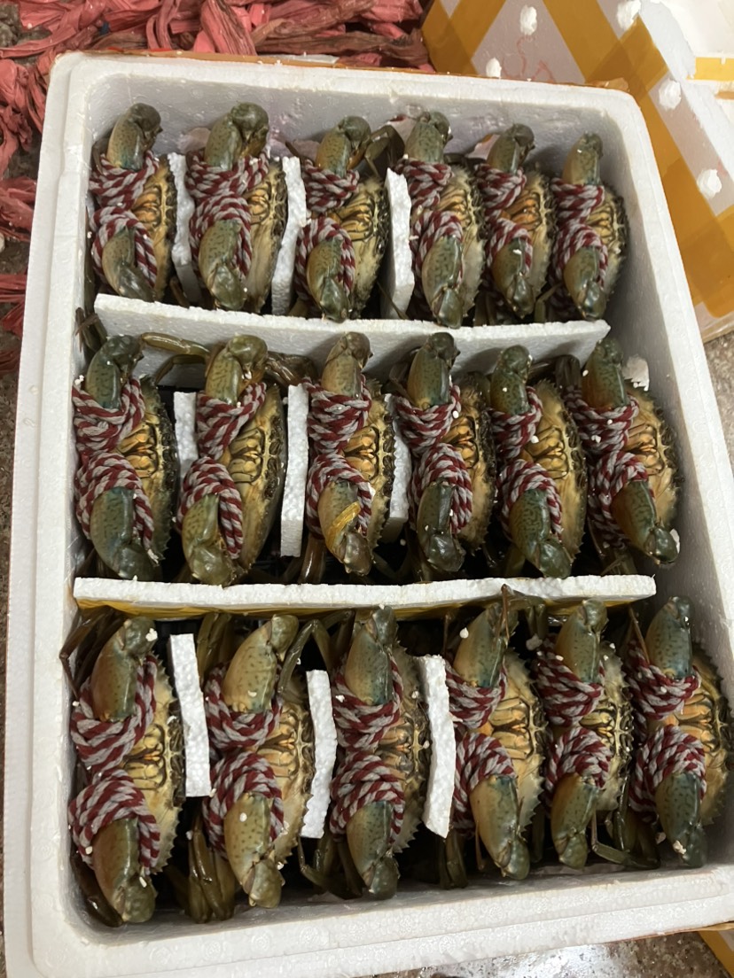 东兴市青蟹红鲟满膏8两以上大膏蟹红鲟质量上层