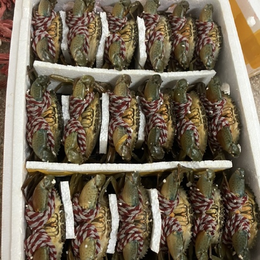 东兴市青蟹红鲟满膏8两以上大膏蟹红鲟质量上层