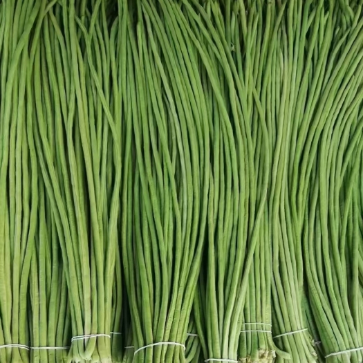 開(kāi)封豆角，長(zhǎng)豆角豇豆角大量上市，歡迎實(shí)地考察一手貨源