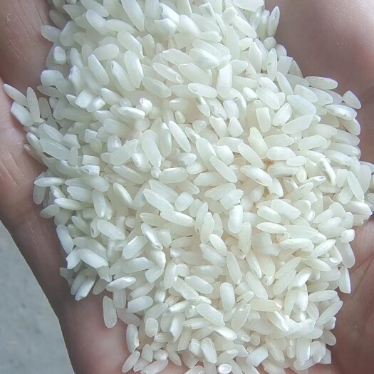 咸宁杂交稻838饭堂米