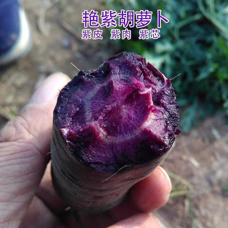 紫色人参胡萝卜种子农田菜园紫皮紫肉胡萝卜蔬菜籽