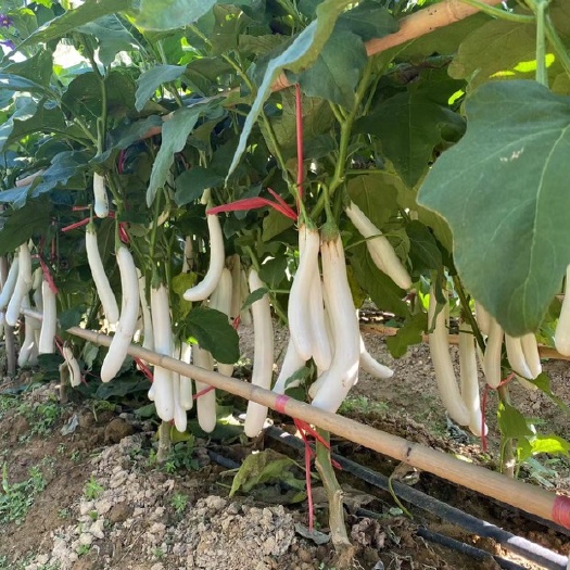 丰顺县白茄子苗 中茄子苗 长茄子苗 育苗基地直供
