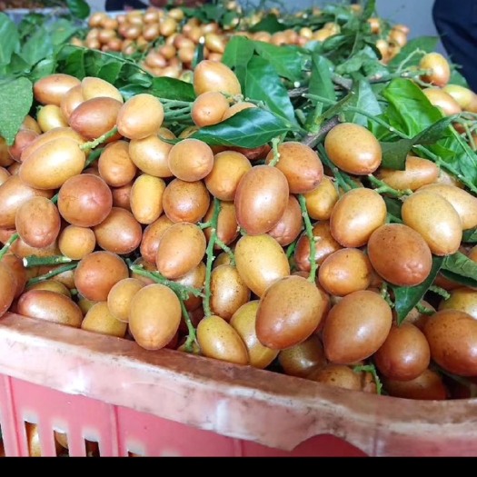 罗定市大量鸡心黄皮出售