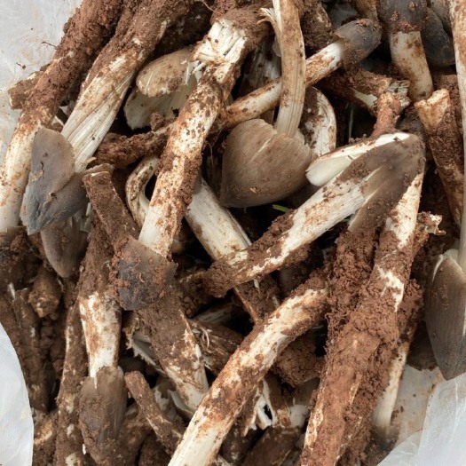昆明云南野生菌，鸡棕菌，上市啦