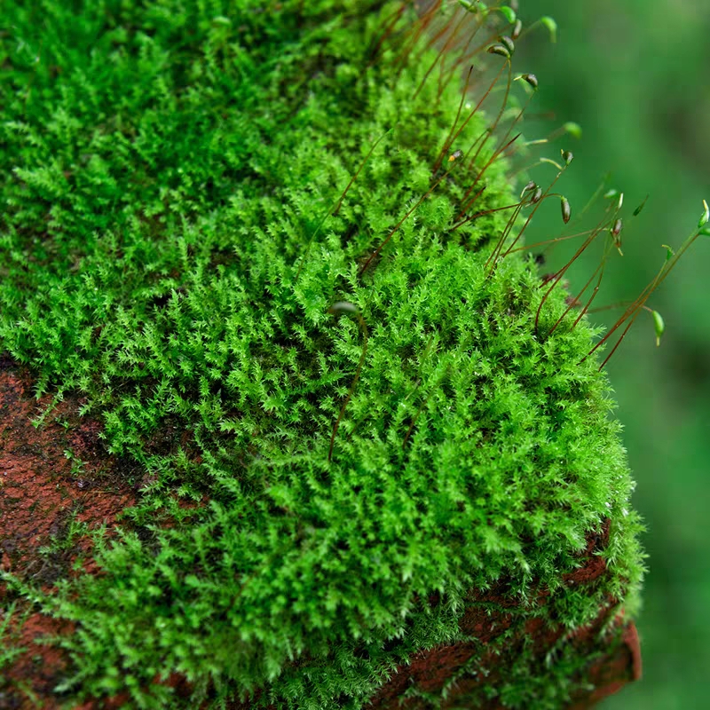 鲜活苔藓微景观盆景盆栽水陆缸造景青苔植物白发藓假山草diy材