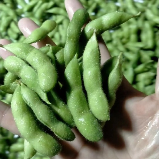 郯城县精品翠绿宝毛豆，大量供应、货源充足、保质保量