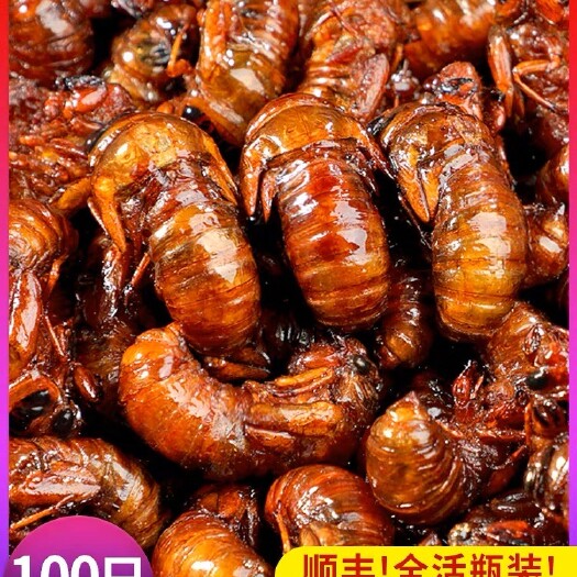 东阳市金婵.银婵知了猴